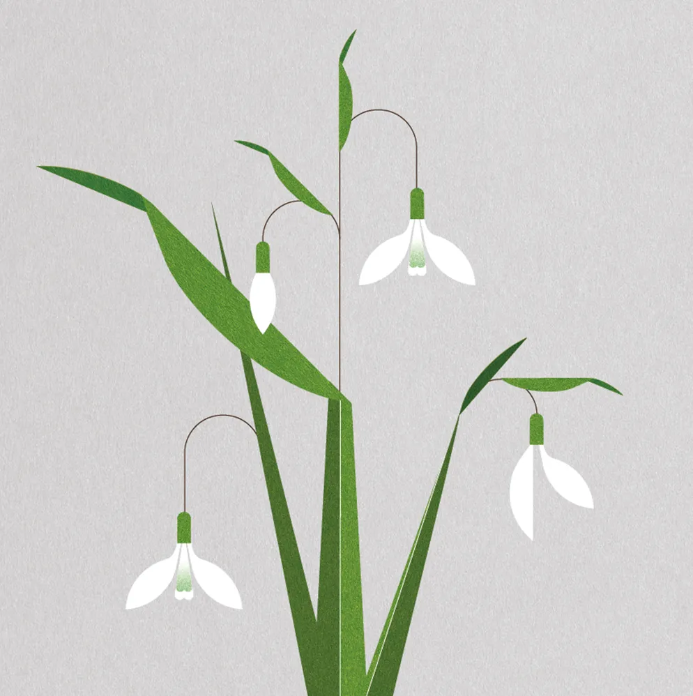 A4 Snowdrop Print