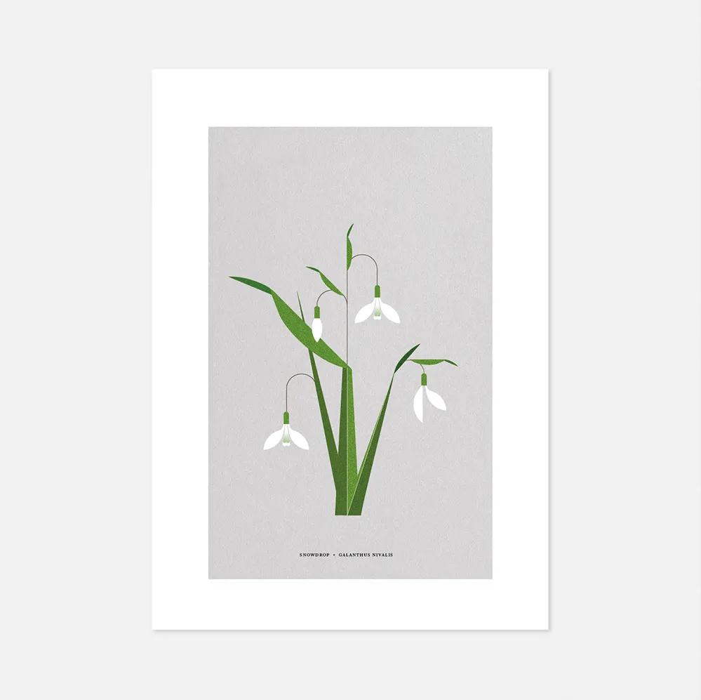 A4 Snowdrop Print