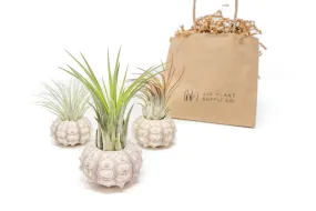 Gift Wrapped Sputnik Urchins with Tillandsia Air Plants
